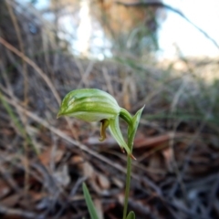 Bunochilus umbrinus (Broad-sepaled Leafy Greenhood) at Aranda, ACT - 19 Aug 2017 by CathB