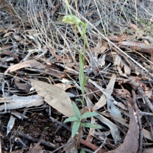 Bunochilus umbrinus (ACT) = Pterostylis umbrina (NSW) at suppressed - suppressed