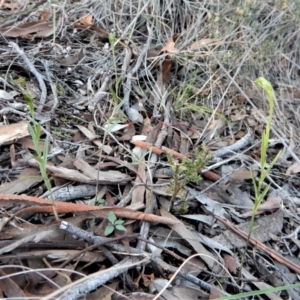 Bunochilus umbrinus (ACT) = Pterostylis umbrina (NSW) at suppressed - suppressed