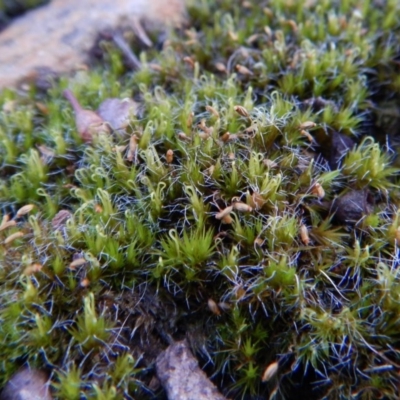 Campylopus (A moss) at Aranda Bushland - 19 Aug 2017 by CathB