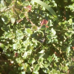 Einadia hastata (Berry Saltbush) at Acton, ACT - 19 Aug 2017 by MichaelMulvaney