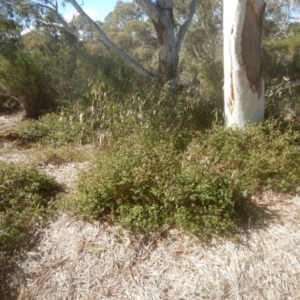 Einadia hastata at Acton, ACT - 19 Aug 2017