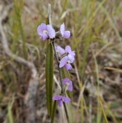 Hovea heterophylla (Common Hovea) at Belconnen, ACT - 21 Aug 2017 by CathB