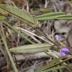 Hovea heterophylla at Belconnen, ACT - 21 Aug 2017