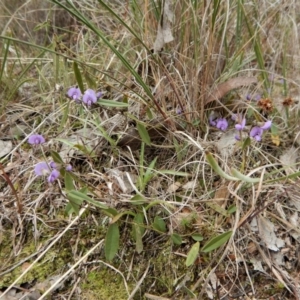 Hovea heterophylla at Belconnen, ACT - 21 Aug 2017