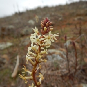 Stackhousia monogyna at Belconnen, ACT - 21 Aug 2017 01:56 PM