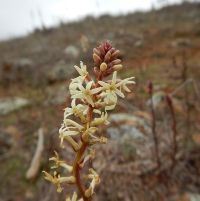 Stackhousia monogyna (Creamy Candles) at Belconnen, ACT - 21 Aug 2017 by CathB