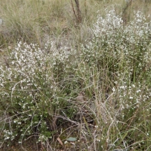 Cryptandra amara at Belconnen, ACT - 21 Aug 2017