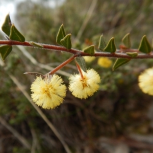 Acacia gunnii at Belconnen, ACT - 21 Aug 2017 02:38 PM