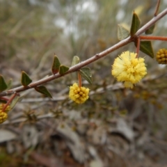 Acacia gunnii at Belconnen, ACT - 21 Aug 2017 02:38 PM