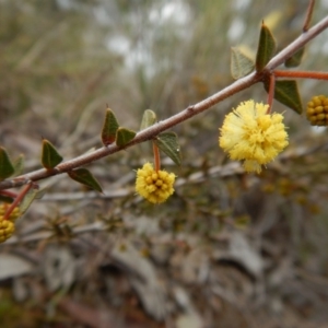 Acacia gunnii at Belconnen, ACT - 21 Aug 2017 02:38 PM