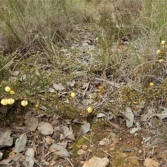 Acacia gunnii at Belconnen, ACT - 21 Aug 2017 02:38 PM