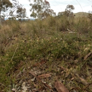 Clematis leptophylla at Cook, ACT - 21 Aug 2017