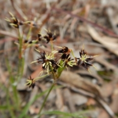 Luzula densiflora (Dense Wood-rush) at Mount Painter - 21 Aug 2017 by CathB