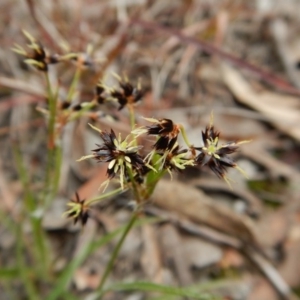 Luzula densiflora at Cook, ACT - 21 Aug 2017