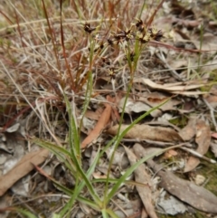 Luzula densiflora at Cook, ACT - 21 Aug 2017