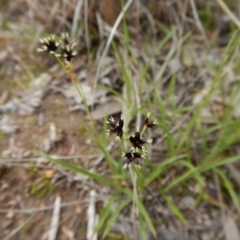 Luzula densiflora at Cook, ACT - 21 Aug 2017