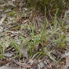 Luzula densiflora at Cook, ACT - 21 Aug 2017