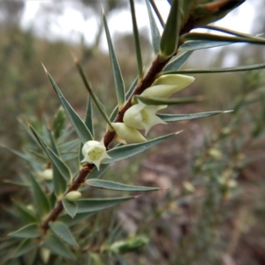 Melichrus urceolatus at Belconnen, ACT - 21 Aug 2017 02:52 PM