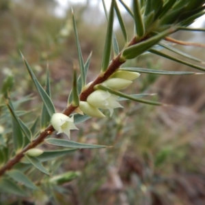 Melichrus urceolatus at Belconnen, ACT - 21 Aug 2017 02:52 PM