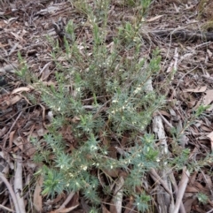 Melichrus urceolatus at Belconnen, ACT - 21 Aug 2017 02:52 PM