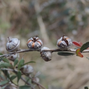 Leptospermum obovatum at Paddys River, ACT - 8 Jul 2017 06:01 PM