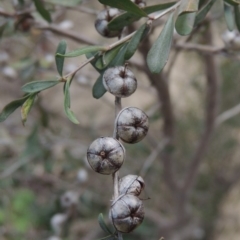 Leptospermum obovatum at Paddys River, ACT - 8 Jul 2017 06:01 PM