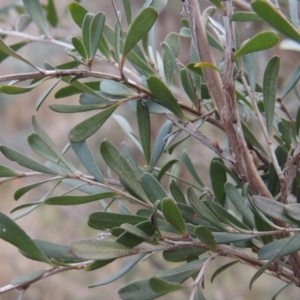 Leptospermum obovatum at Paddys River, ACT - 8 Jul 2017 06:01 PM