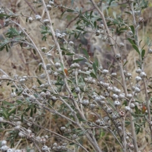 Leptospermum obovatum at Paddys River, ACT - 8 Jul 2017 06:01 PM