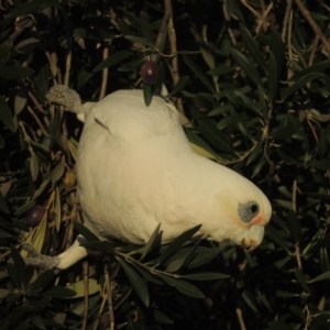 Cacatua sanguinea at Conder, ACT - 6 Jul 2017