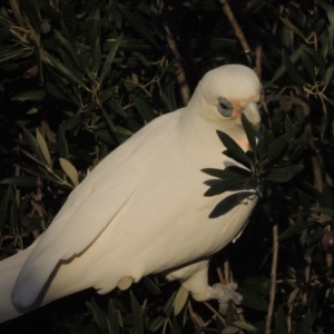 Cacatua sanguinea at Conder, ACT - 6 Jul 2017 06:07 PM