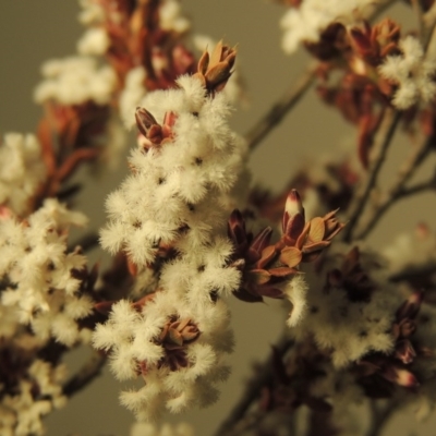 Leucopogon attenuatus (Small-leaved Beard Heath) at Tralee, ACT - 20 Aug 2017 by michaelb