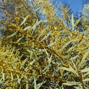 Acacia buxifolia subsp. buxifolia at Isaacs, ACT - 22 Aug 2017