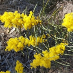 Acacia boormanii at Isaacs, ACT - 22 Aug 2017