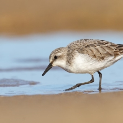 Calidris ruficollis (Red-necked Stint) at Mogareeka, NSW - 21 Aug 2017 by Leo