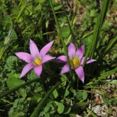 Romulea rosea var. australis (Onion Grass) at Conder, ACT - 11 Sep 2016 by MichaelBedingfield