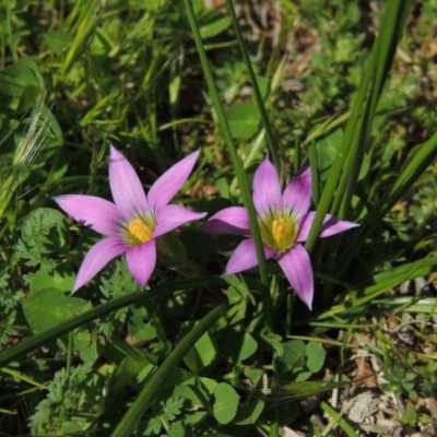 Romulea rosea var. australis (Onion Grass) at Conder, ACT - 11 Sep 2016 by MichaelBedingfield