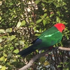 Alisterus scapularis (Australian King-Parrot) at Yarralumla, ACT - 23 Aug 2017 by jksmits