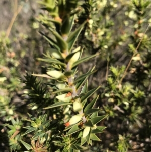 Melichrus urceolatus at Watson, ACT - 23 Aug 2017