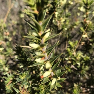 Melichrus urceolatus (Urn Heath) at Watson, ACT - 23 Aug 2017 by AaronClausen