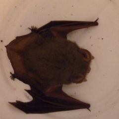 Nyctophilus gouldi at Greenleigh, NSW - 22 Aug 2017 12:00 AM