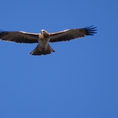 Hieraaetus morphnoides (Little Eagle) by roymcd