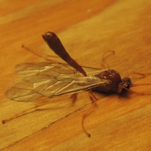 Netelia sp. (genus) at Conder, ACT - 28 Jun 2016 10:58 AM