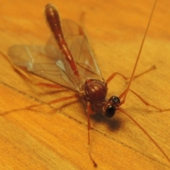 Netelia sp. (genus) at Conder, ACT - 28 Jun 2016 10:58 AM