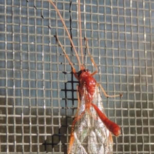 Netelia sp. (genus) at Conder, ACT - 28 Jun 2016 10:58 AM