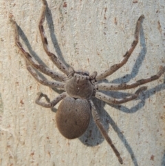 Isopeda sp. (genus) (Huntsman Spider) at Conder, ACT - 8 Aug 2016 by michaelb