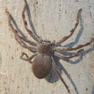 Isopeda sp. (genus) at Conder, ACT - 8 Aug 2016