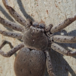 Isopeda sp. (genus) at Conder, ACT - 8 Aug 2016