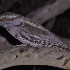 Podargus strigoides (Tawny Frogmouth) at Forde, ACT - 23 Aug 2017 by JohnBundock