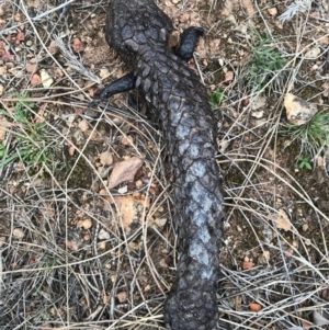 Tiliqua rugosa at Majura, ACT - 24 Aug 2017 05:15 PM